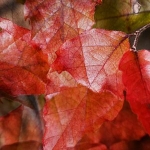 red  leaves