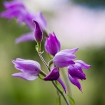wild-orchid